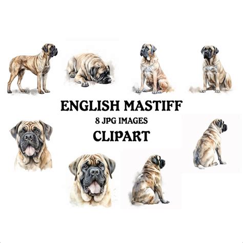 English Mastiff Clipart Bundle 8 High Quality Vibrant S Printable