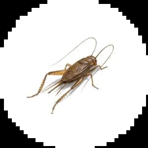 Pest Removal Service - Cricket Problem - Sayonara Pest Management