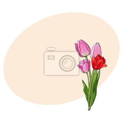 Hand Gezeichnet Von Seitenansicht Rote Offene Tulpe Blume Skizze