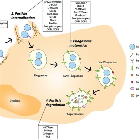 The Phagocytosis Process In Drosophila 1 2 Recognition Of The Target