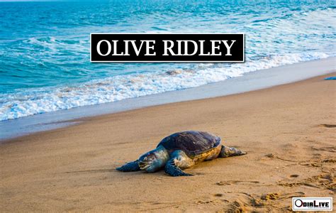 Olive Ridleys In Rushikulya Beach Odialive