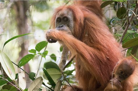 What Does It Take To Discover A New Great Ape Species