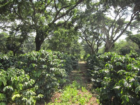 Shade Grown Coffee Tanzania Plantation Kilimanjaro Cafe Africa