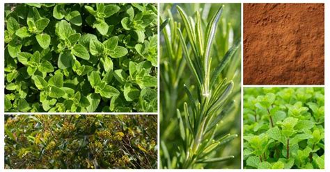 6 Herbs High In Antioxidants The Botanical Institute