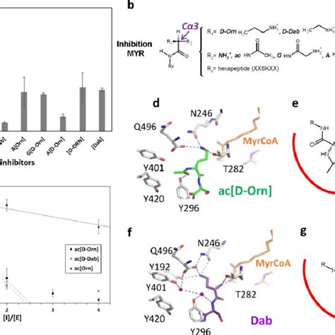 K-myristoylation mechanism on an N-terminal side chain 414 The crystal ...