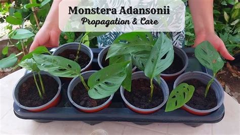 How To Propagate Monstera Adansonii Swiss Cheese Plant Care