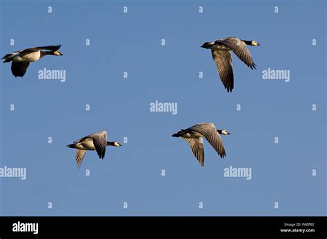 Barnacle Goose - flight - migration - (Branta leucopsis) Bernache nonnette - vol Stock Photo - Alamy