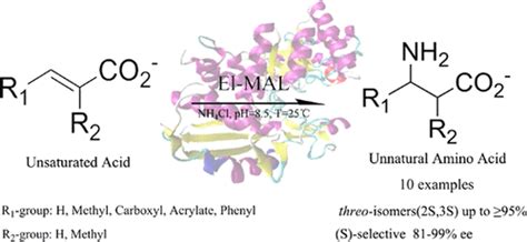 Characterization Of A Novel Methylaspartate Ammonia Lyase From E Coli