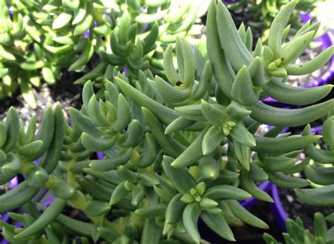 Crassula Tetragona Common Name Miniature Pine Tree 125mm Pot Dawsons Garden World