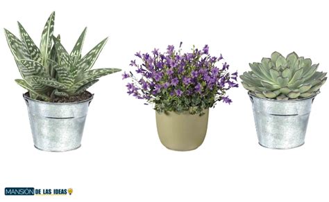 Decora Tu Hogar Y Eleva Tu Energ A Con Estas Tres Plantas De Lidl