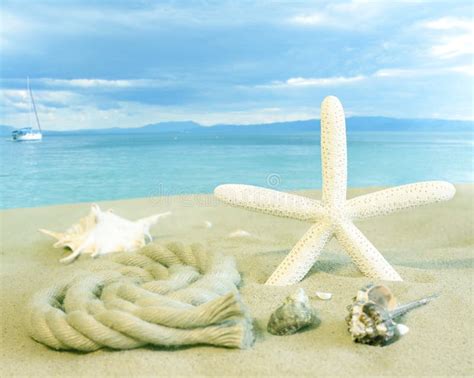 Shells And Starfish On Beach On Sand Stock Photo Image Of Ocean