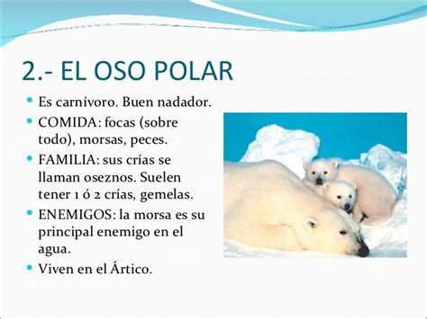 Presentación El polo Oso polar Animales polares Caracteristicas de