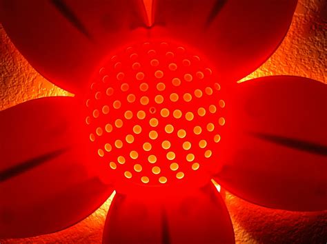 Free Images Light Sun Sunlight Flower Petal Red Color Glow