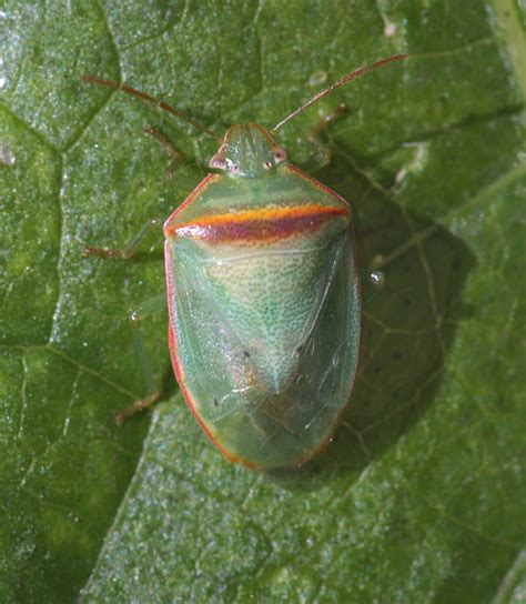 Center for Invasive Species and Ecosystem Health: Redbanded Stink Bug ...