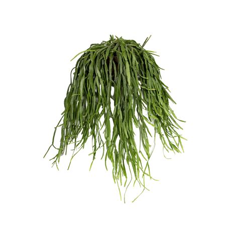 Rhipsalis roseana Mistletoe cactus - elho® - Give room to nature