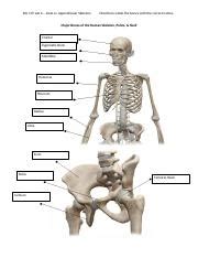 Labeling Bones Of The Axial Appendicular Skeleton Docx Bio 107 Lab