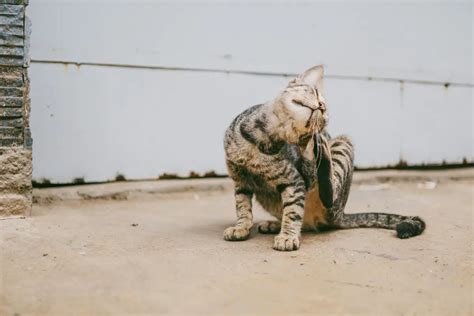 mengenali bentuk kutu kucing