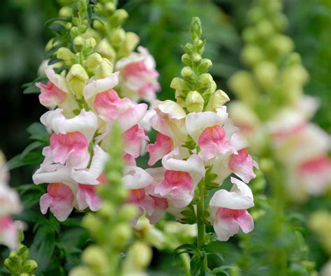 How To Prune Snapdragons Experts Provide Their Top Tips Homes Gardens