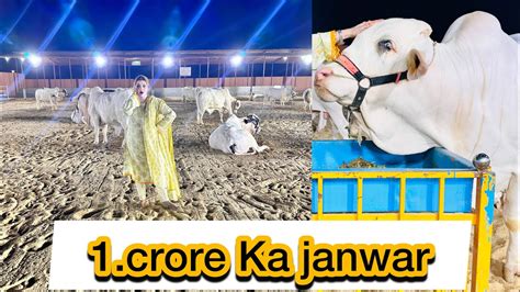 Qurbani Ka Janwar Crore Ka Itna Mehnga Jaanwar Qurbani Lovers