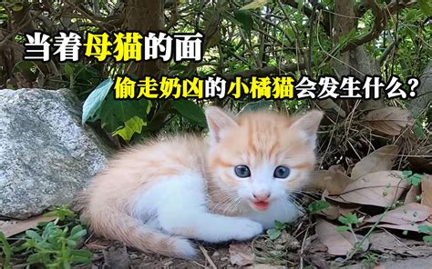 如果当着母猫的面把奶凶的小橘猫偷走会发生什么？