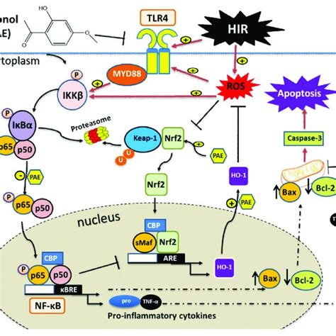 Schematic Diagram Illustrating The Proposed Molecular Mechanisms