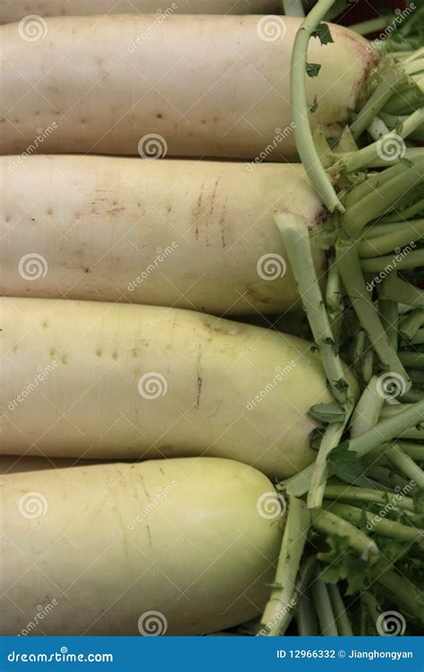 Freshly Harvest White Radish Stock Photo Image Of Nutritious Raddish