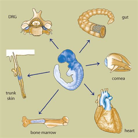 Neural Crest Derived Stem Cells Stembook Ncbi Bookshelf