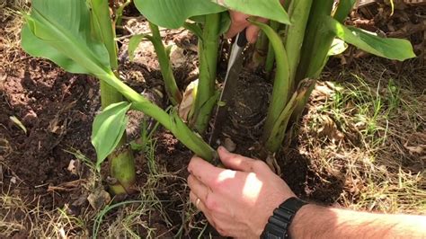 Growing And Caring For Banana Trees In North Texas Youtube