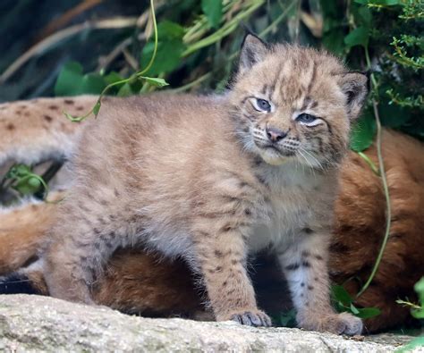 Two Little Lynx Kittens Plan to Snuggle Their Summer Away at English Zoo