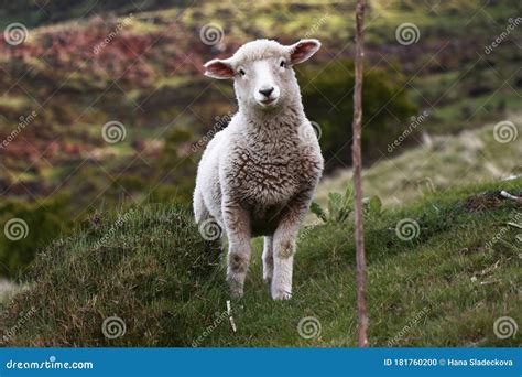 Cute Spring Lamb In New Zealand Farminglivestock Stock Photo Image