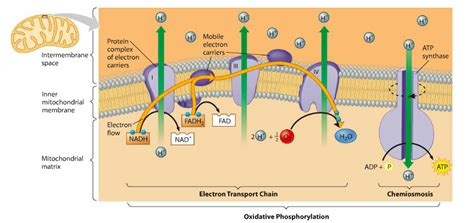 Oxidative Phosphorylation Diagram