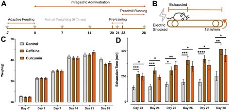 Curcumin CUMINUP60 Mitigates Exercise Fatigue Through Regulating