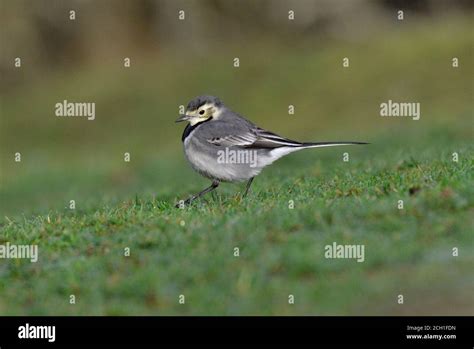 Pied Wagtail Motacilla Alba Stock Photo Alamy