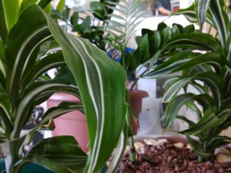 Создать мем "у хосты сохнут кончики листьев, дримиопсис пятнистый ...