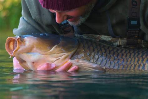 A Guide To Carp Species Carpquest