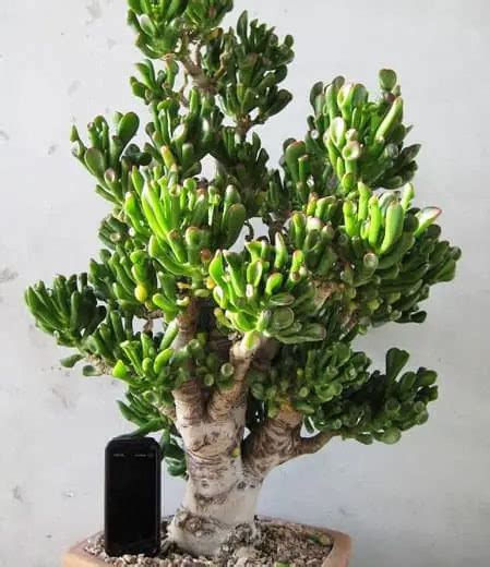 Crassula Hobbit Badapedia