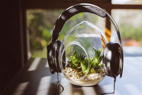 Science Behind The Effect Of Music On Plant Growth