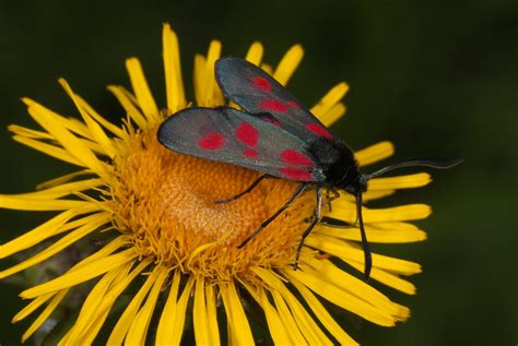 Zygaena lonicerae 1 Großes Fünffleck Widderchen Zygaena Flickr