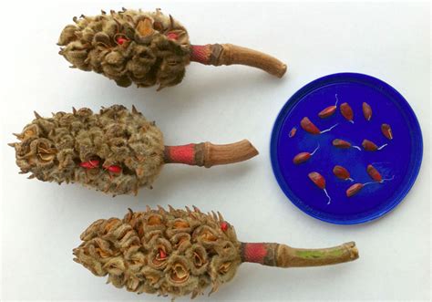 Магнолия: посадка и уход в открытом грунте