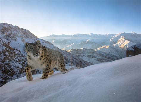 Snow Leopard In Mountains