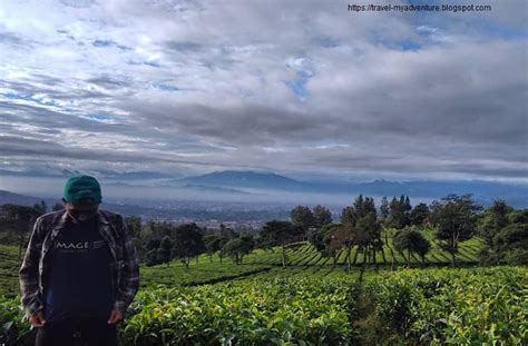 Wisata Keindahan Alam Kebun Teh Sukawana Dibandung Travel My Adventure