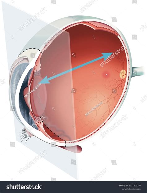 Structure Human Eye Anatomy Poster Stock Illustration