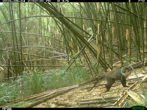 17 of the Coolest Animals on Mount Kenya - Stephanie Manka, Ph.D.