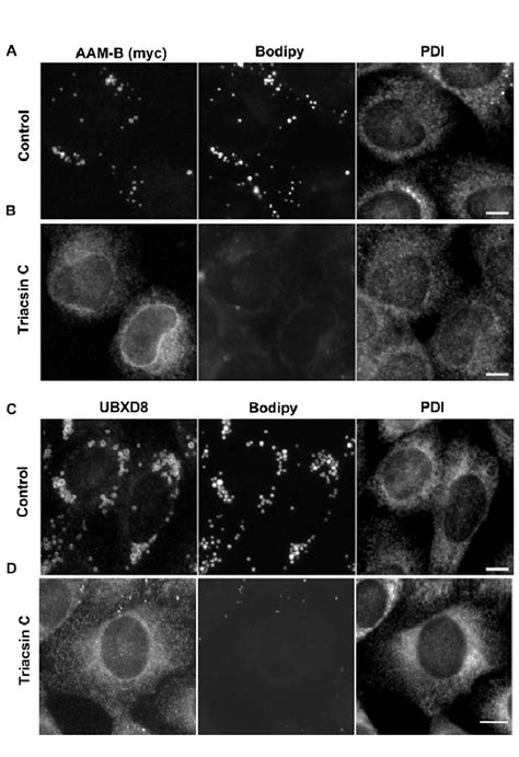 AAM B And UBXD8 On LDs Return To The ER Upon Droplet Regression A B