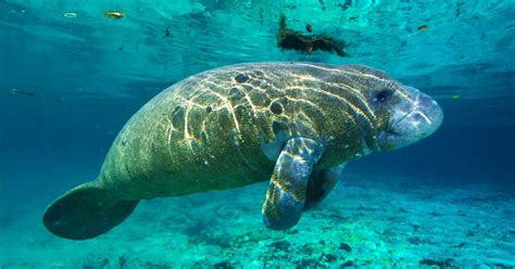 The 10 Best Locations To See Manatees In Florida Keys | Florida Keys