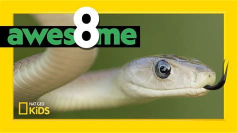 Super Serpents That Slither | Awesome 8 - YouTube