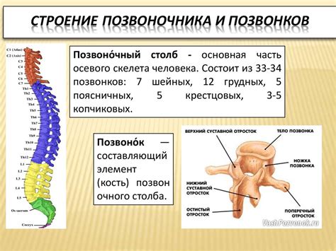 Эффективность и особенности медицинского массажа при шейном ...