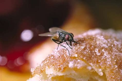 Esto Es Lo Que Debe Hacer Si Una Mosca Se Posa En Su Comida Trucos