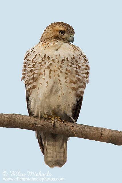 Juvenile Coopers Hawk