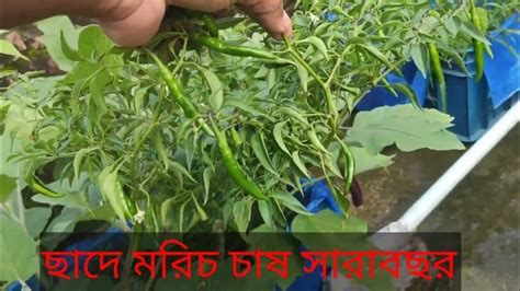 ছাদে মরিচ চাষ করে পরিবারের চাহিদা পূরণ করুন ছাদবাগান Rooftop